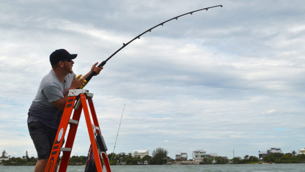 Ladder Shark Fight