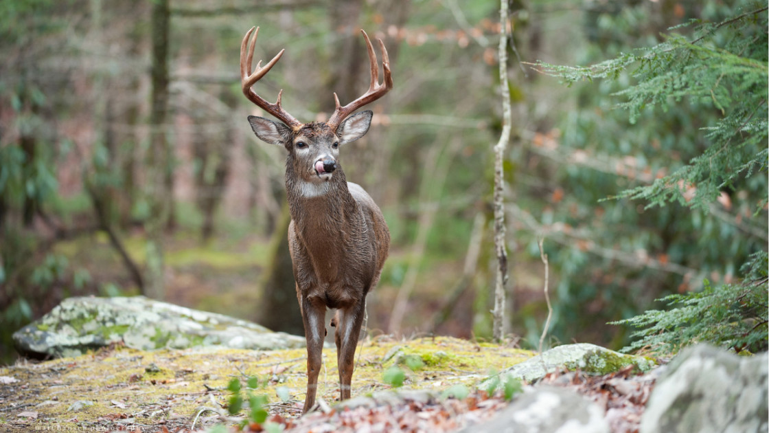 bucks in the forest