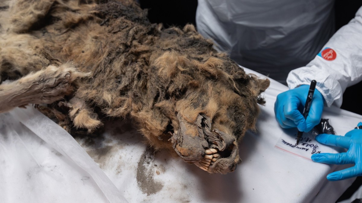 44,000-Year-Old Wolf Discovered in Russian Permafrost 