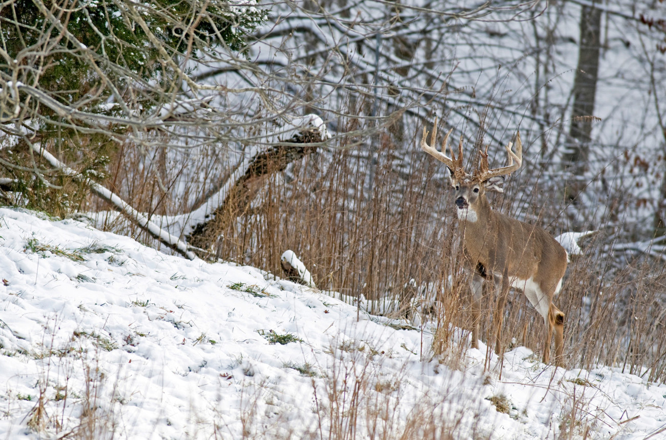 Late Season Deer Hunting Guide to Success