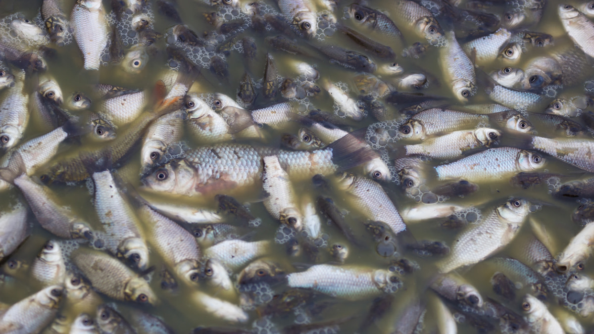 12 States Suffering Massive Fish Die-Offs