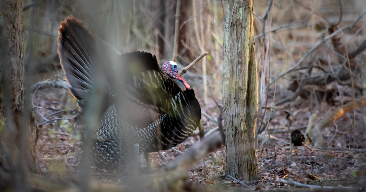 3-Year-Old and Mentor Accidentally Shoot, Wound Two Other Turkey Hunters 3-Year-Old and Mentor Accidentally Shoot, Wound Two Other Turkey Hunters