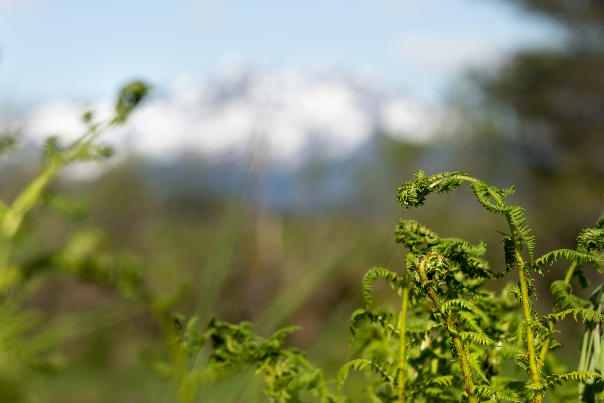 Fiddlehead shoots ready to be picked in Alaska.