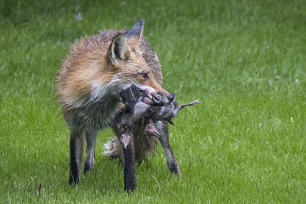 red fox raids grackle nest