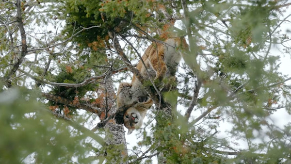 Lions, Mules, and Hounds.jpg