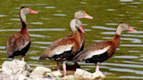 Black-bellied Whistling-Duck flock-2.jpg