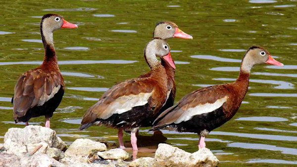 Black-bellied Whistling-Duck flock-2.jpg