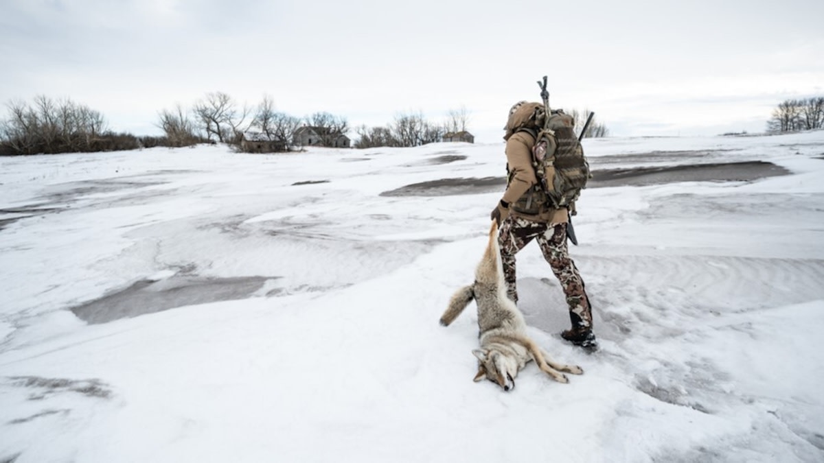 The Best Varmint Cartridge You’ve Never Heard Of