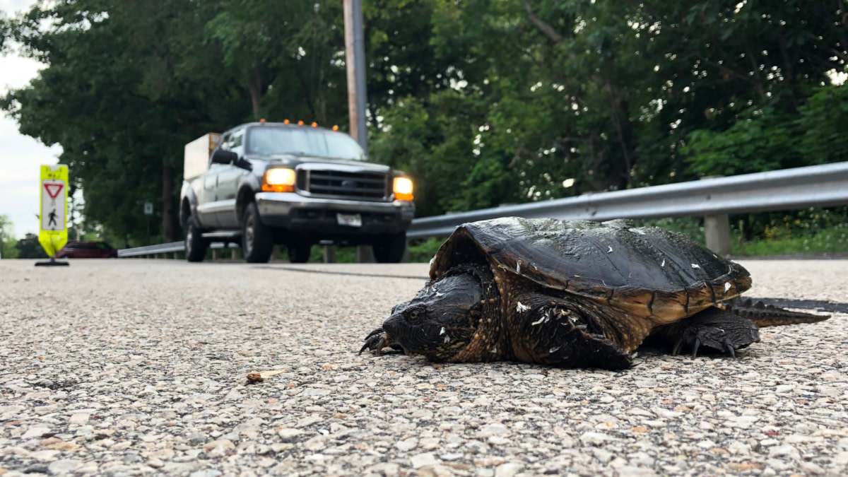 Studies Show 3% of Drivers Swerve to Hit Snakes and Turtles