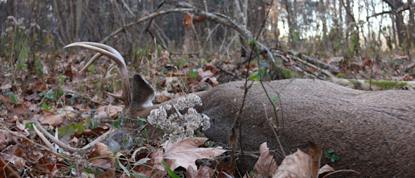 12 Quick “Pro Tips” To Improve Your Deer Hunting This Fall