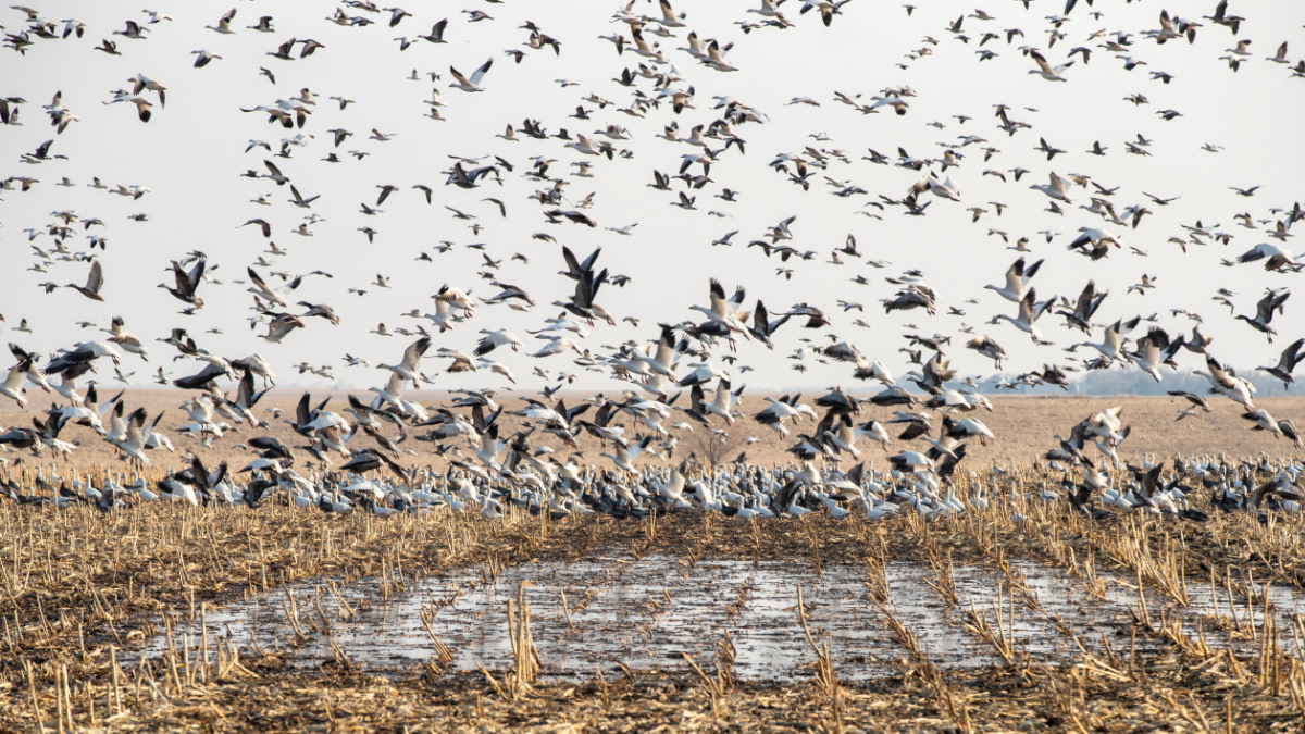 How the Spring Light Goose Conservation Order Radically Changed Hunting