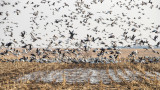 How the Spring Light Goose Conservation Order Radically Changed Hunting