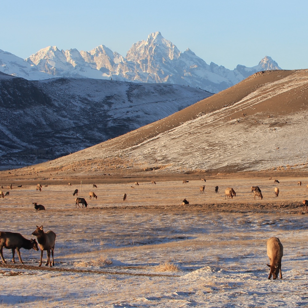 National Elk Refuge