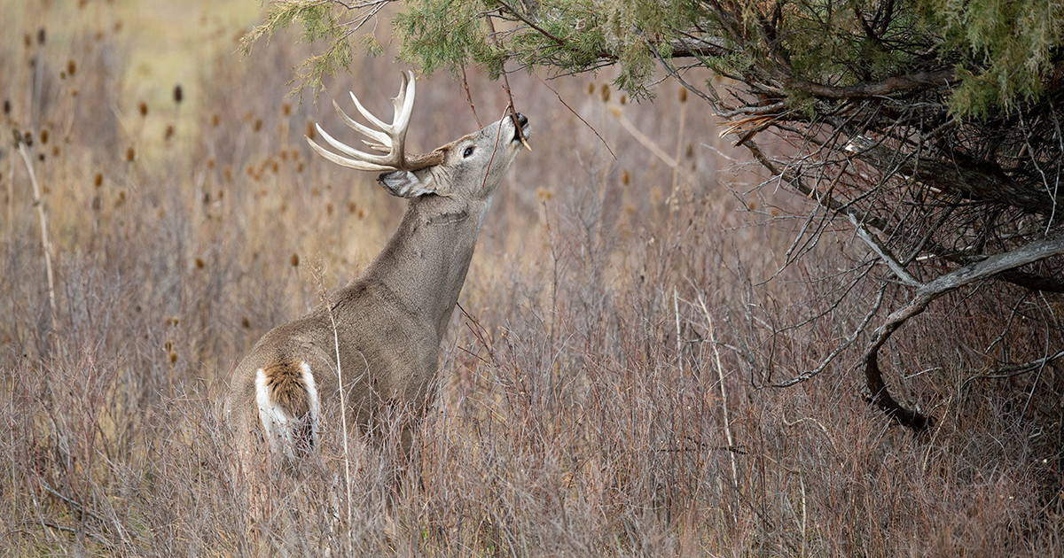 Rut Fresh Report: 10/20/2022 | MeatEater Wired To Hunt