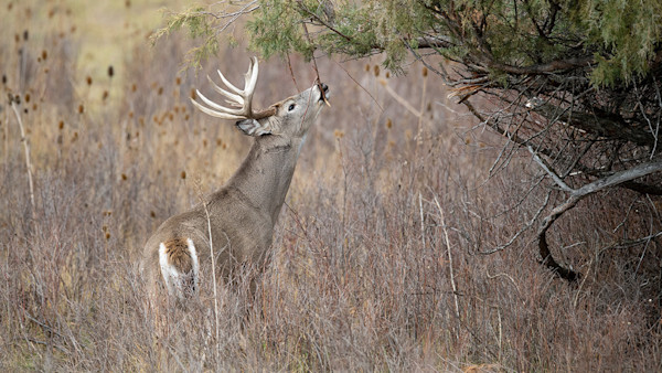 Rut Fresh Report: 10/20/2022