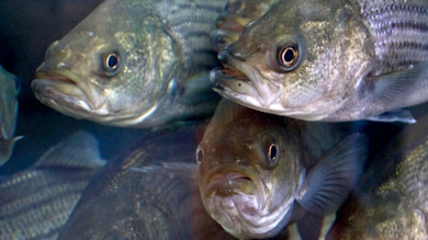 Survey Shows Dismal Striped Bass Survival In Chesapeake Bay