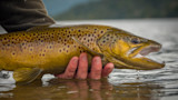 Could Artificial Clouds Help Western Trout Streams?