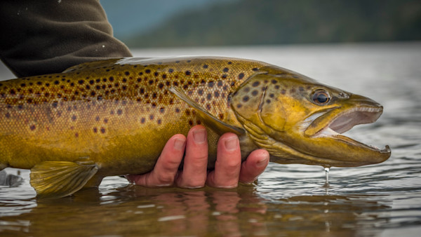 Could Artificial Clouds Help Western Trout Streams?