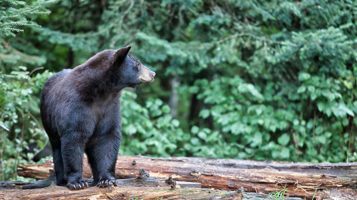 Spring Bear Hunts Cancelled in Washington State