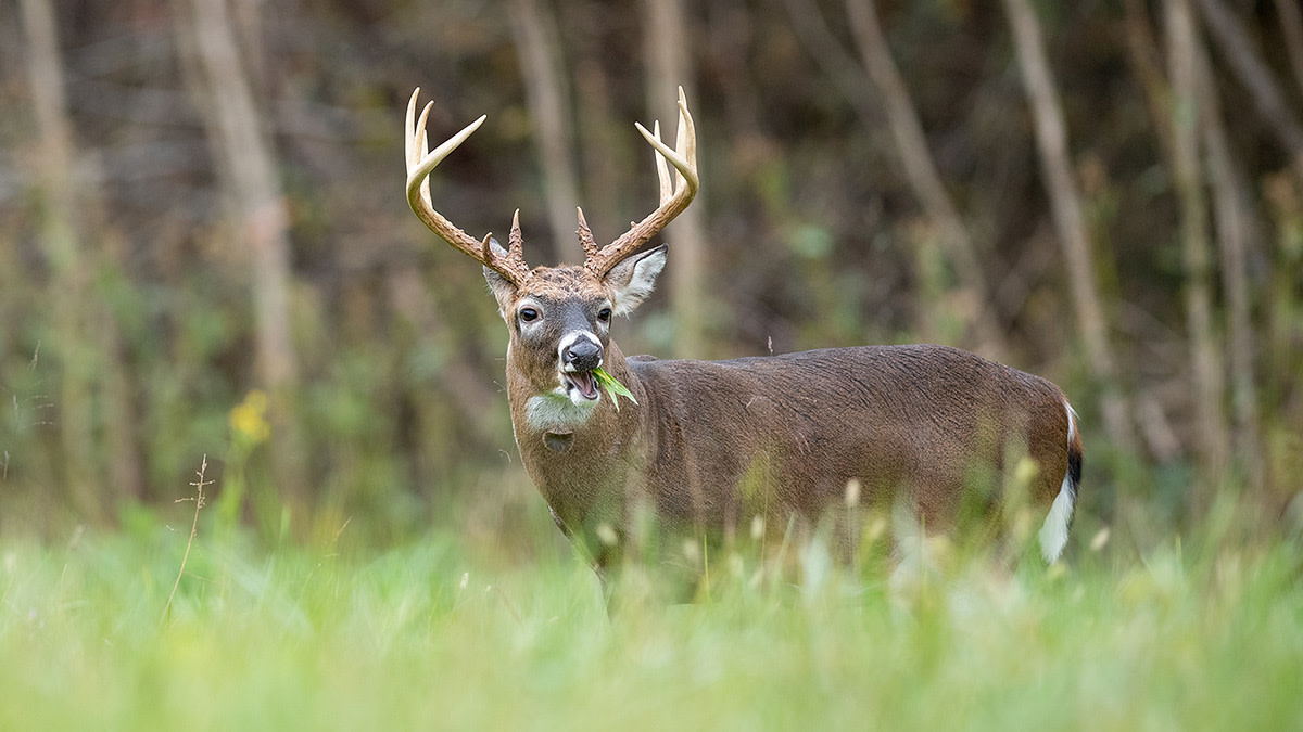 How to Increase Daylight Movement on Food Plots | MeatEater Wired To Hunt