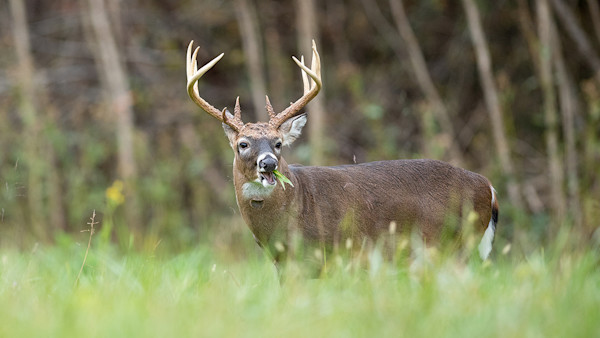 How to Increase Daylight Movement on Food Plots