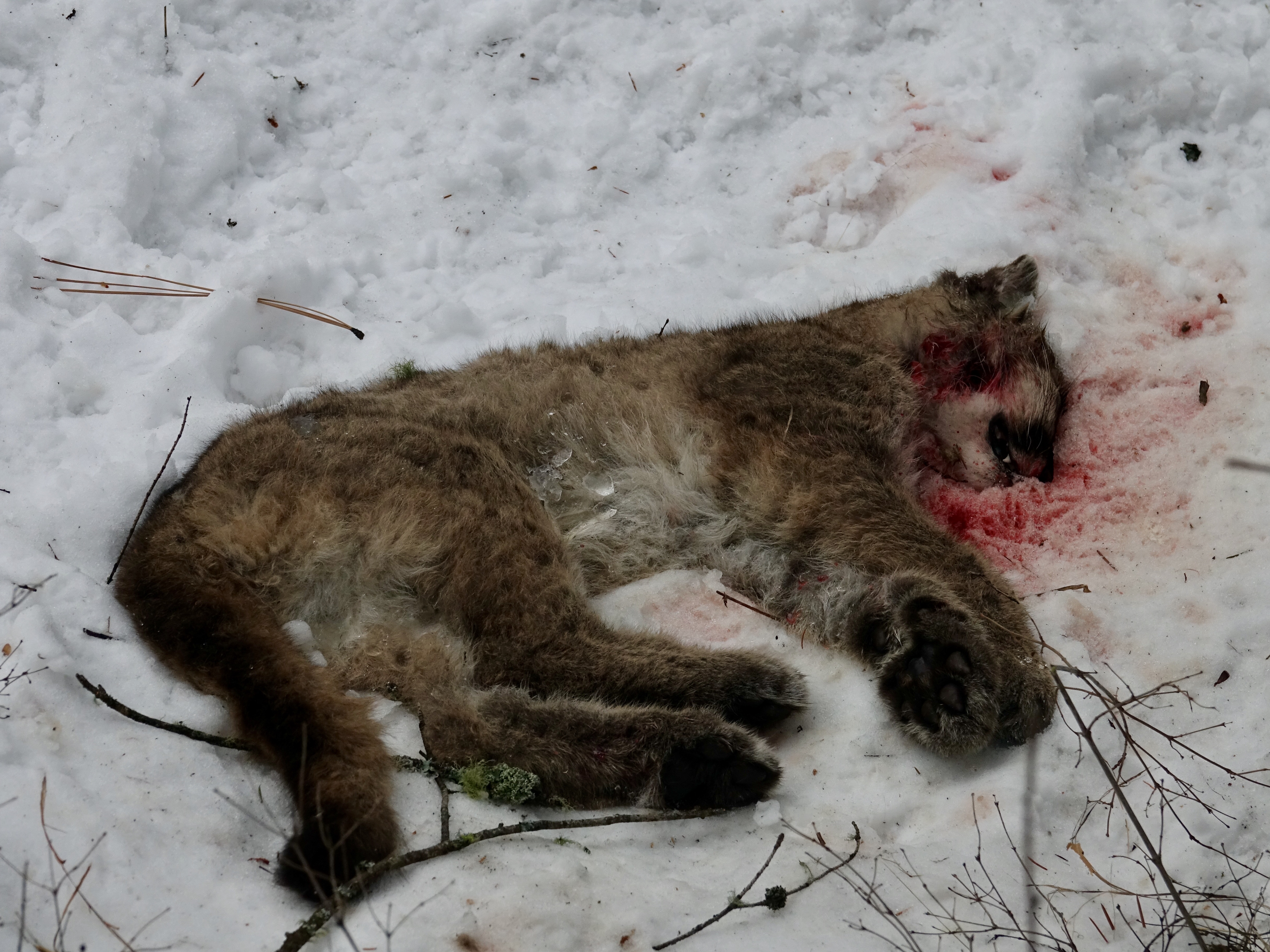 short life of mountain lion kitten (1)