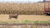 How to Deer Hunt Standing Corn