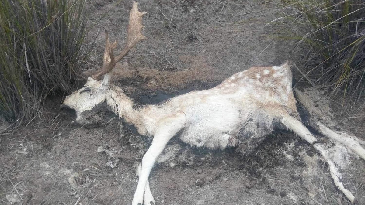 40,000 Deer Culled as South Australia Implements Eradication Plan
