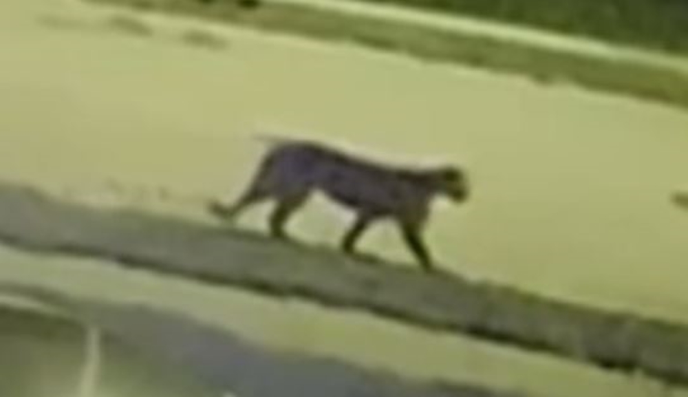 Wildlife Officials Can't Find Mountain Lion Spotted in Omaha