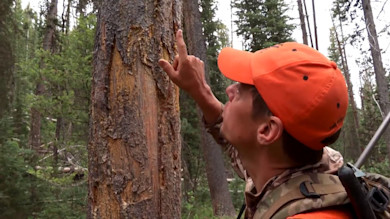 Hunter in orange cap pointing at bear-claw marks on tree in forest