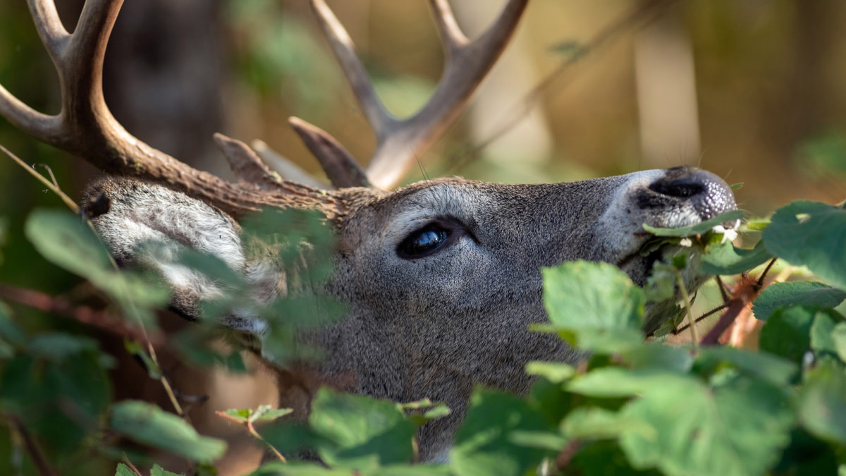The Biggest Change for Deer Conservation in Decades