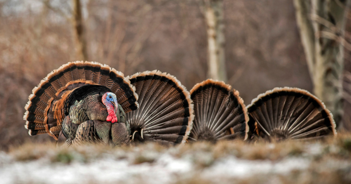 The Meateater Guide To Turkey Hunting Meateater Hunting The Meateater Guide To Turkey Hunting Meateater Hunting