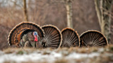 The MeatEater Guide to Turkey Hunting