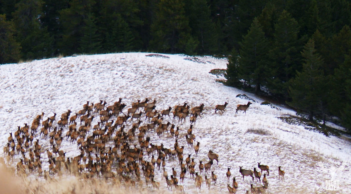 The Antlerless Option MeatEater Hunting