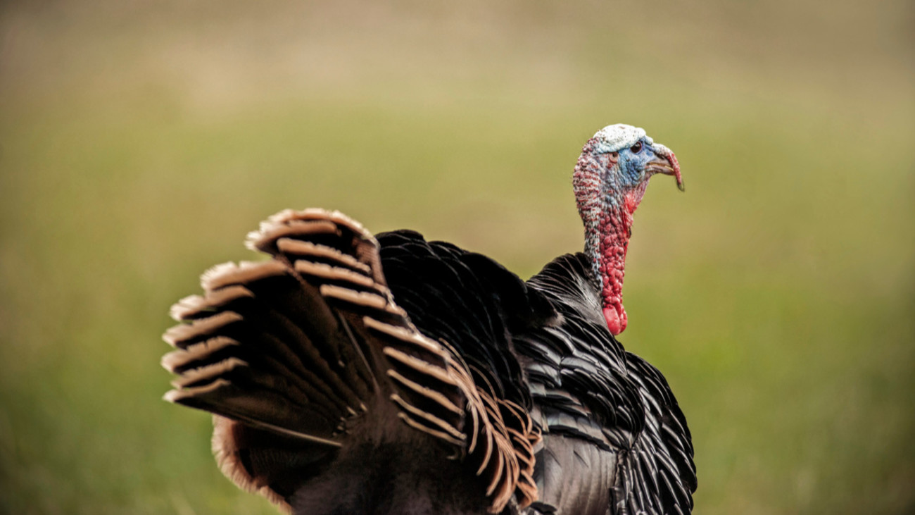 Fair Chase or Taboo: Is It OK to Shoot Flying Turkeys?