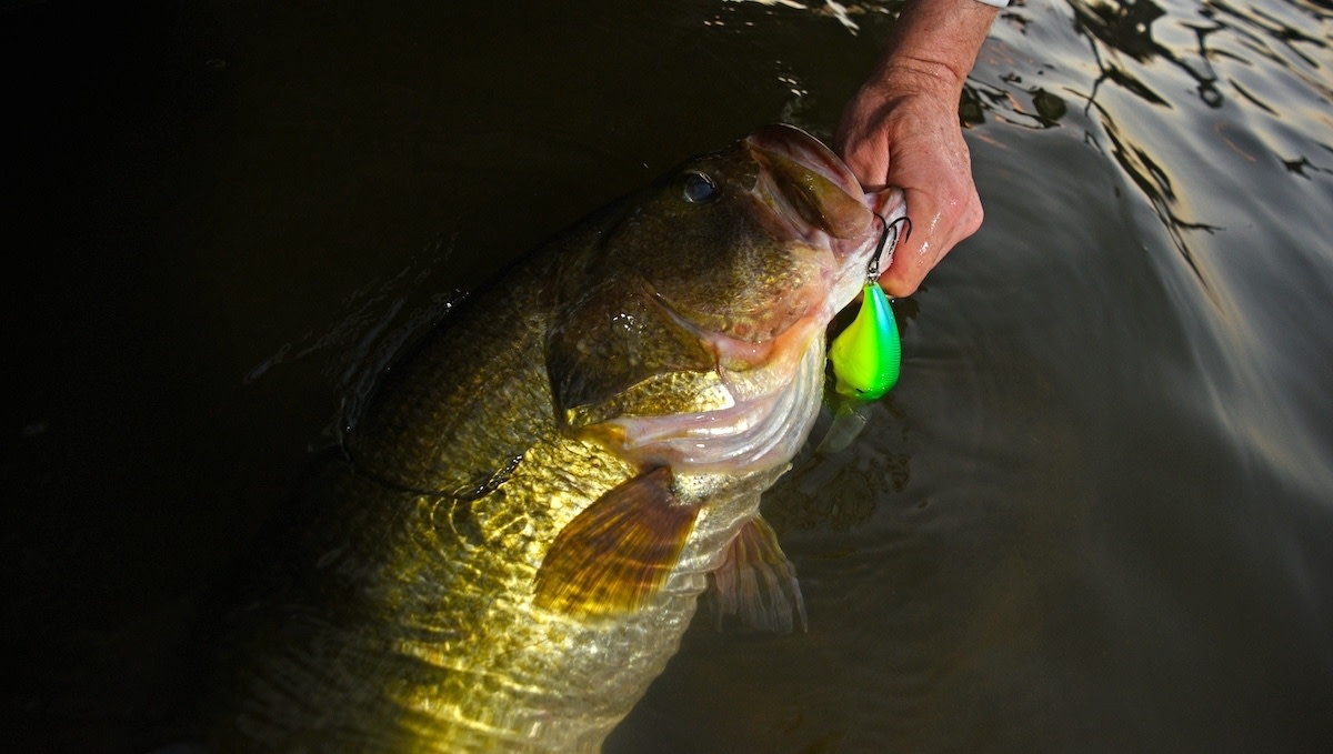 3 Techniques to Catch Bass in the Summer Heat