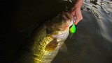 3 Techniques to Catch Bass in the Summer Heat