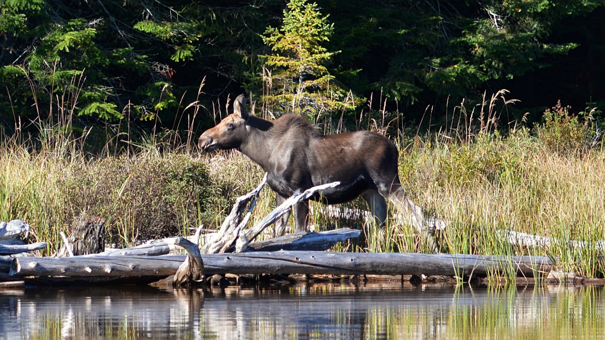 Hunters Warned After Anthrax Detected in Wyoming Moose 