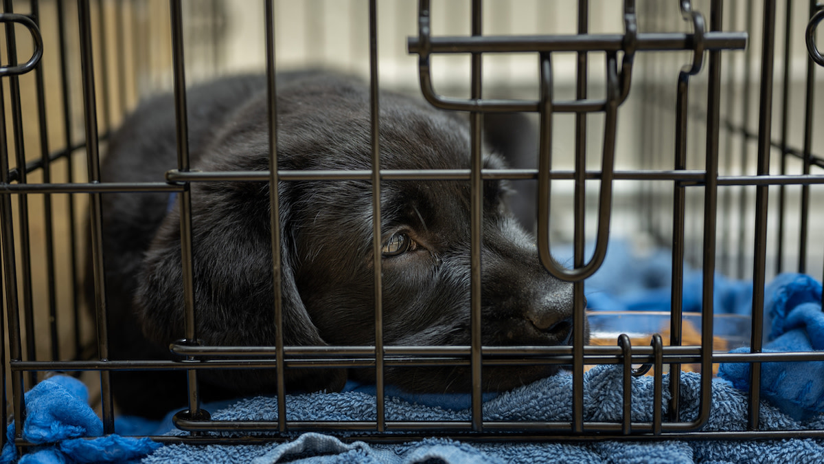 How to Crate Train Your Puppy