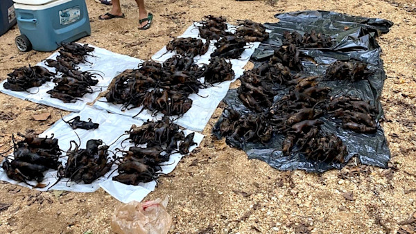 Missouri Poachers Busted with 471 Squirrels