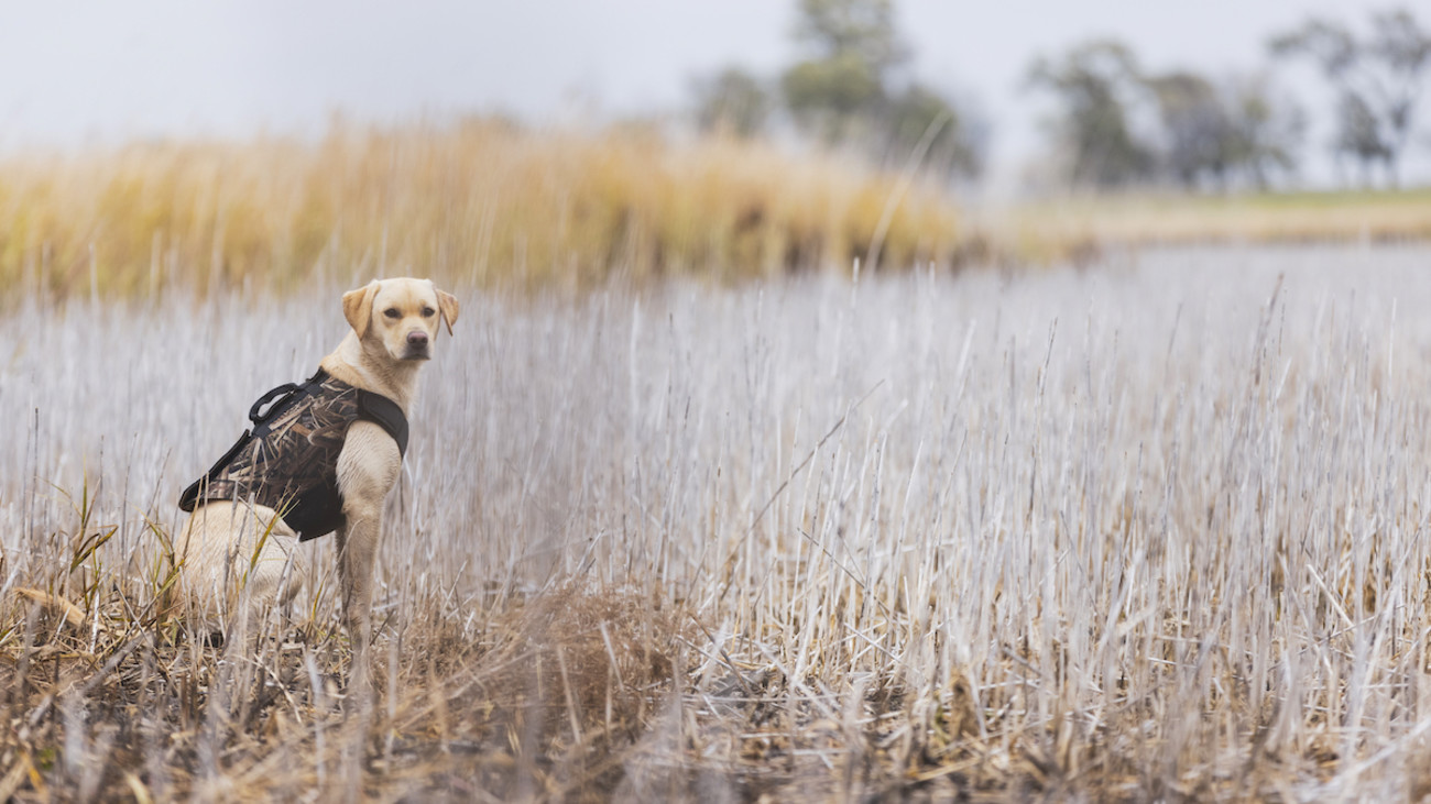 5 Commands Every Hunting Dog Should Know