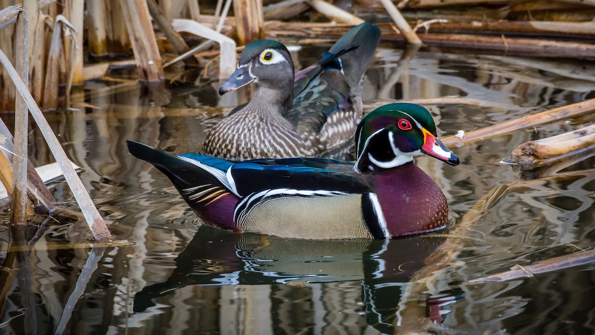 wood duck