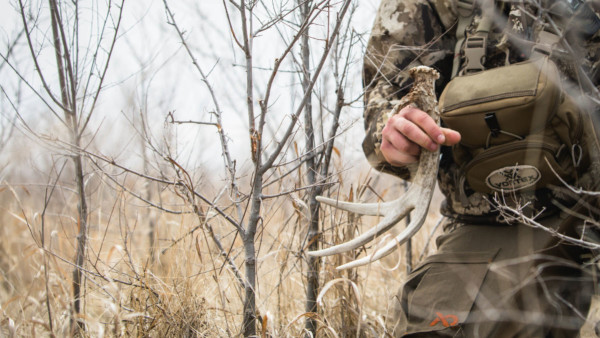 How to Find Whitetail Sheds on Public Lands