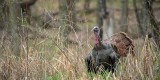 Roosted Birds and Favorite Decoy Setups: An Interview with Turkey Expert Will Primos