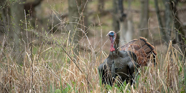 Roosted Birds and Favorite Decoy Setups: An Interview with Turkey Expert Will Primos