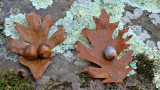 Video: How to Identify Oak Trees