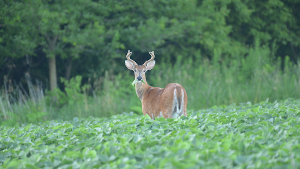 3 Whitetail Food Sources You Should Scout Now