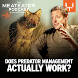 DOES PREDATOR MANAGEMENT ACTUALLY WORK? Meateater Podcast cover with Steven Rinella and coyote