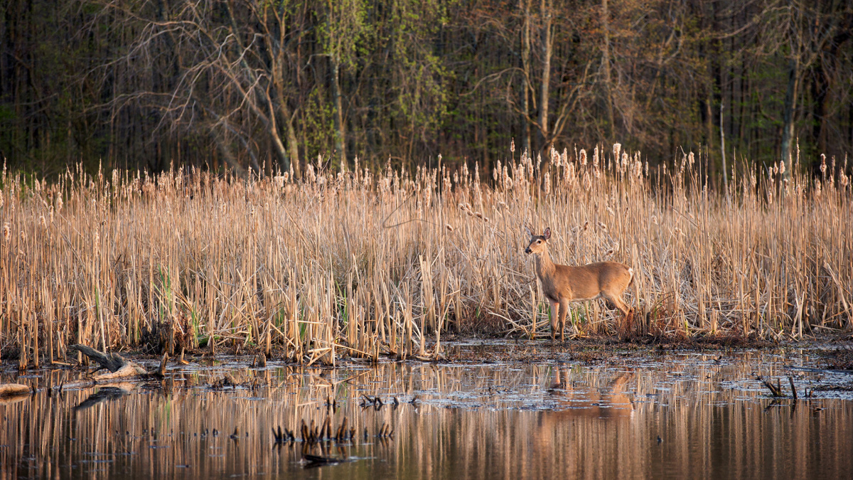 How To Kill A Whitetail Buck In Cattails | MeatEater Wired To Hunt