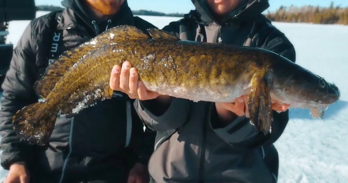 best burbot ice fishing lures Big Nasty Tackle Super Glow Pout Punisher Jig Eelpout, & Trout (Black, 1 oz) : Sports & Outdoors these little rip baits pack a punch for their size Ice Fishing Burbot | How